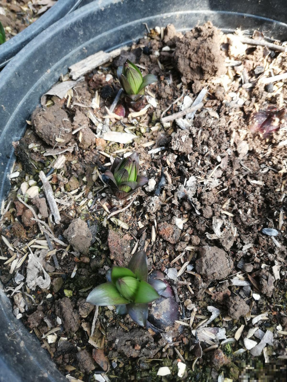 养花时，浇水方法很重要，7个禁忌要规避