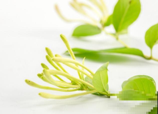 金银花长得慢不要怕，掌握好生长习性，生长能力蹭蹭变强