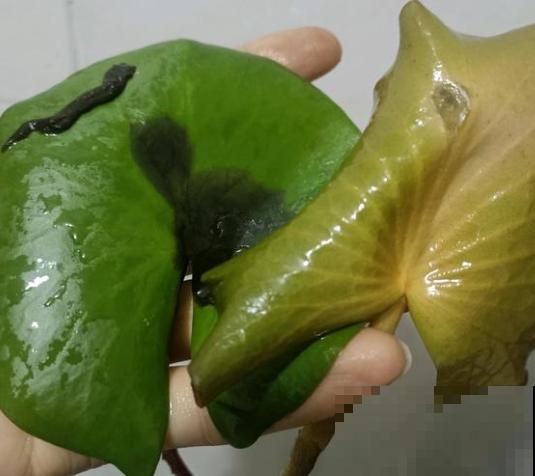 养殖红荷根，不长水上叶，主要是这2个原因