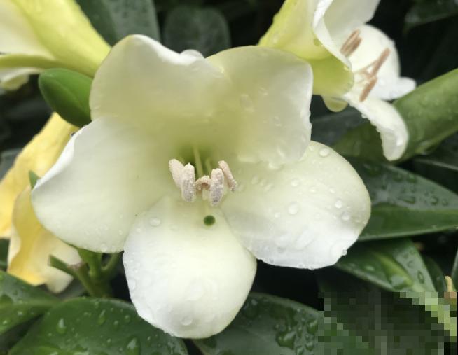 一种香水花，养在家里满屋飘香，堪称“活香水”