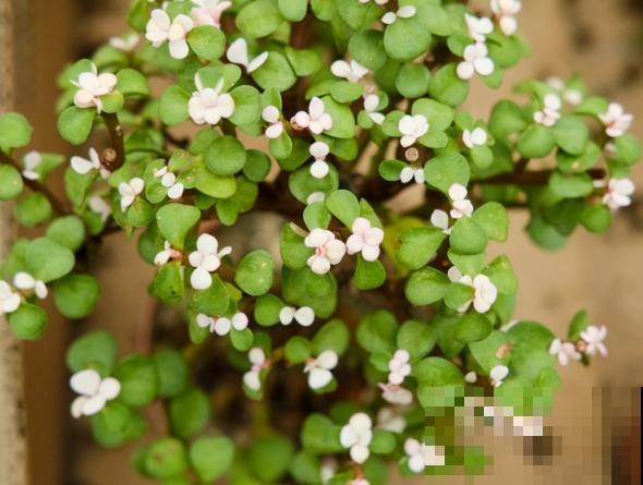 金枝玉叶养殖，学会这4步，轻松搞定造型