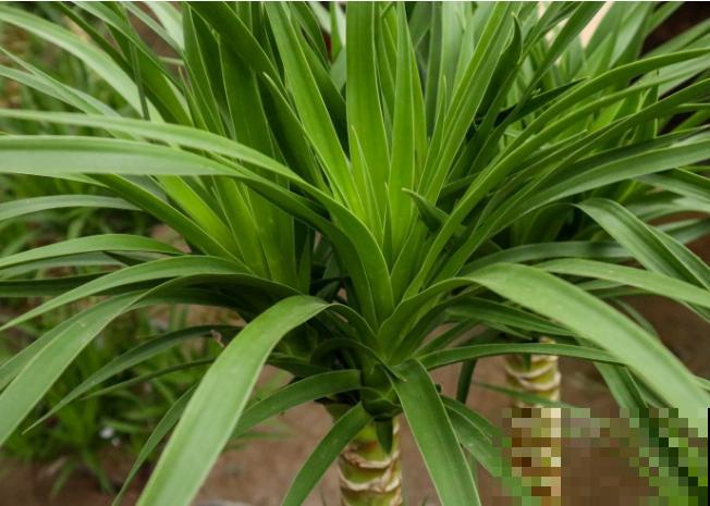 龙血兰养护简单，知道这4步，家里也能养