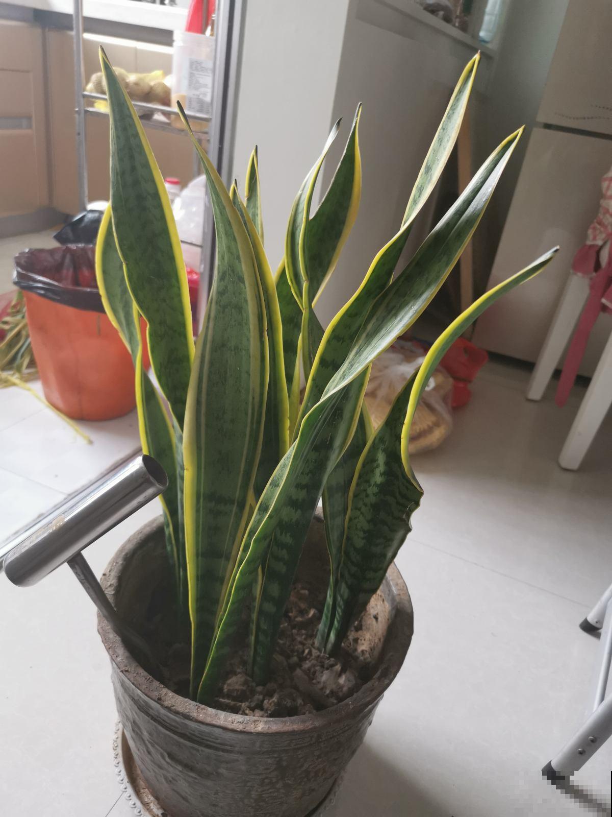 家庭养花位置摆放有讲究,要想家运旺,吉祥植物少不了 家庭养花位置摆放有讲究,要想家运旺,吉祥植物少不了