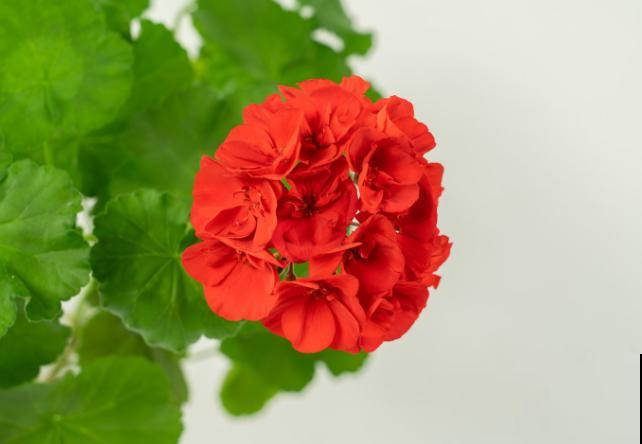 花期长的花有很多，这5种很常见，室内阳台就能养