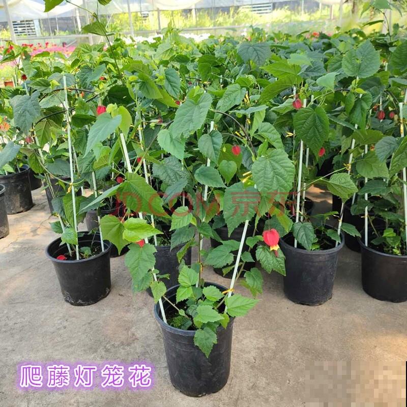 花像小灯笼的绿植,主要有这5种,好看适合家里养 花像小灯笼的绿植,主要有这5种,好看适合家里养