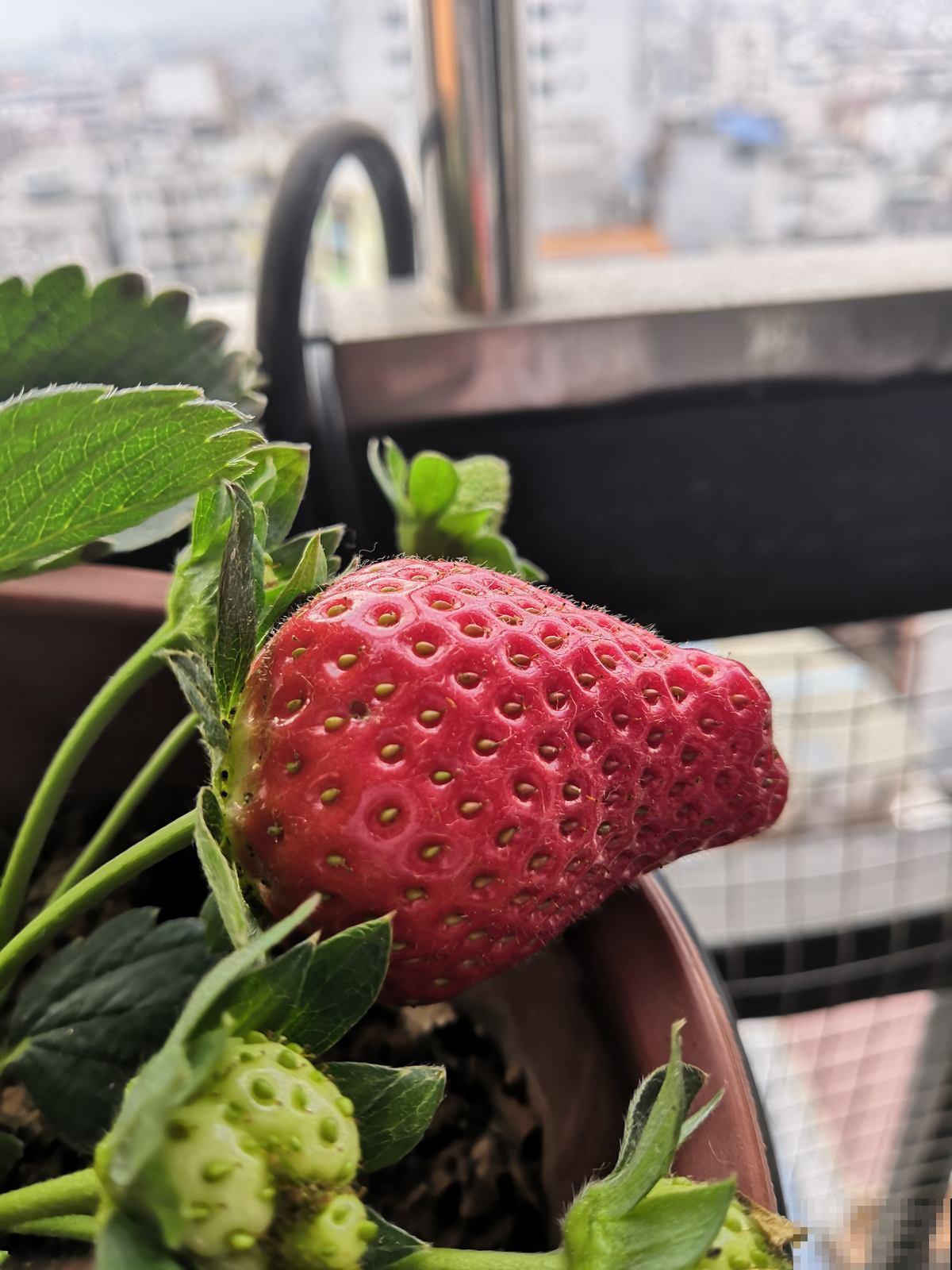 10种花有果香味，香味清新宜人，还有杀菌效果