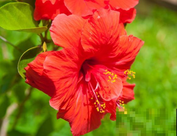 夏天养花，就养喜水喜阳的植物，省心开花多