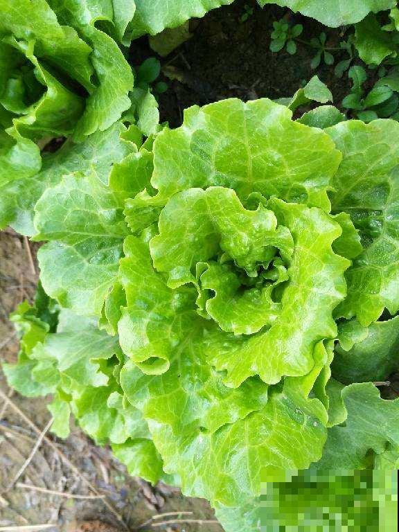 6种蔬菜适合春天种，能看又能吃，省下一笔买菜钱