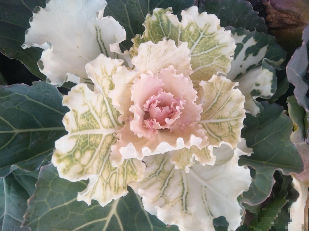 6种蔬菜适合春天种，能看又能吃，省下一笔买菜钱