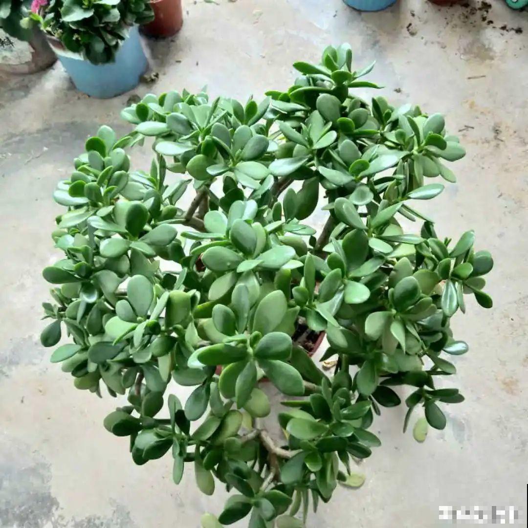 老人常说,6种吉祥花,轻易不开花,开花据说有好运 老人常说,6种吉祥花,轻易不开花,开花据说有好运