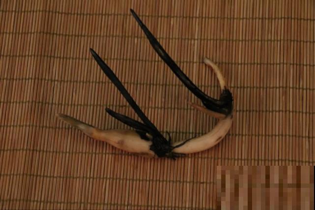 碗里就能种的荷花，1节藕种土里，初夏就开花