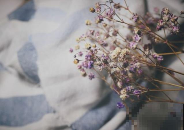 花店买束满天星,放在家里当干花,越放越好看 花店买束满天星,放在家里当干花,越放越好看