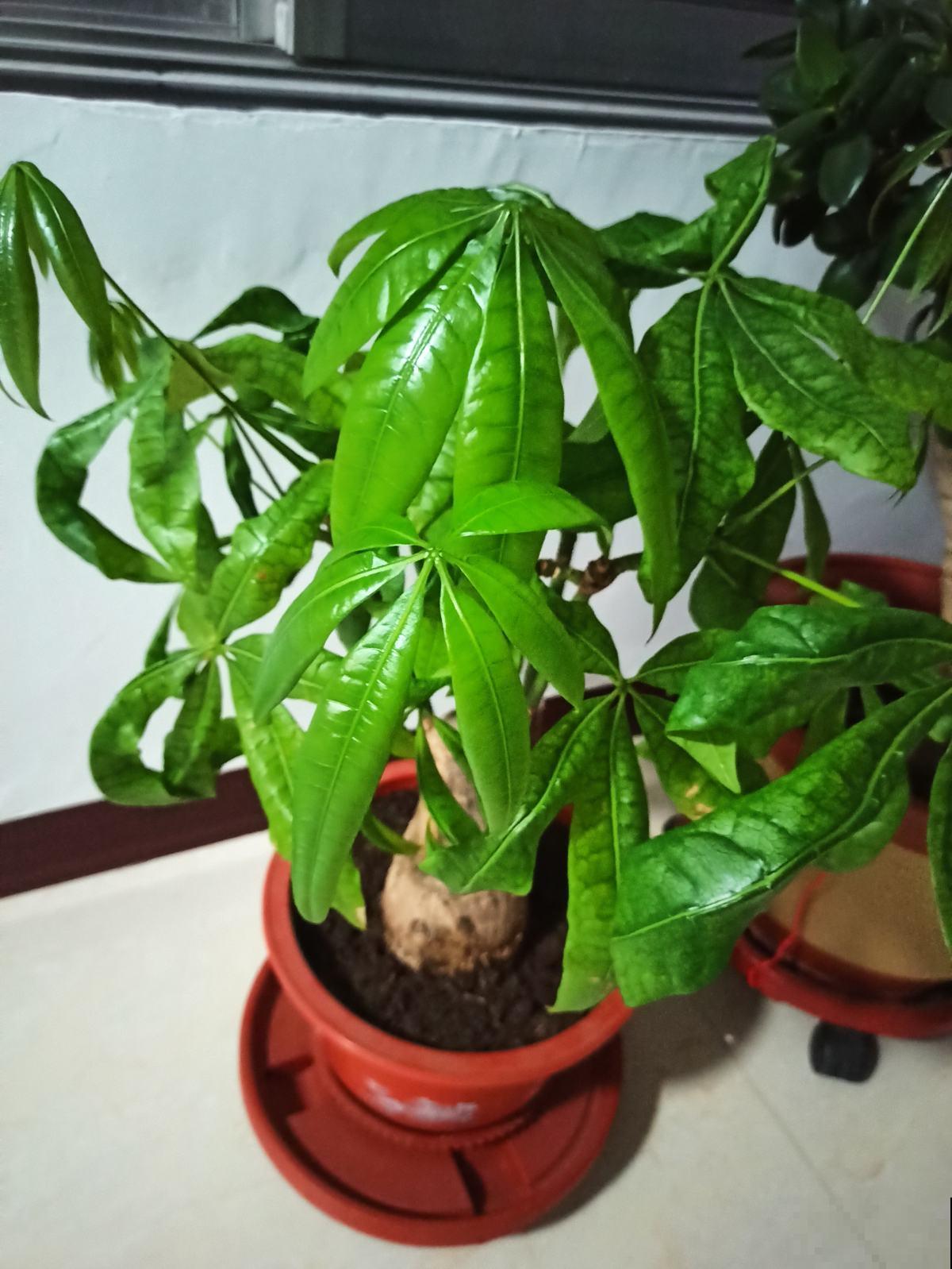 养4种花别“手贱”，粗放养护才能养得好，越勤快越养不活