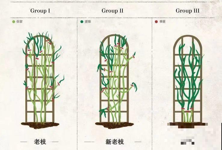 花园三剑客也要换盆,越冷长得越旺,明年呼呼开花 花园三剑客也要换盆,越冷长得越旺,明年呼呼开花