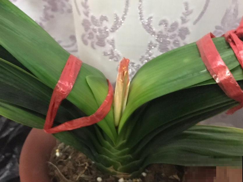 君子兰“夹剪”千万别慌，3招药到病除，花箭嗖嗖窜出来