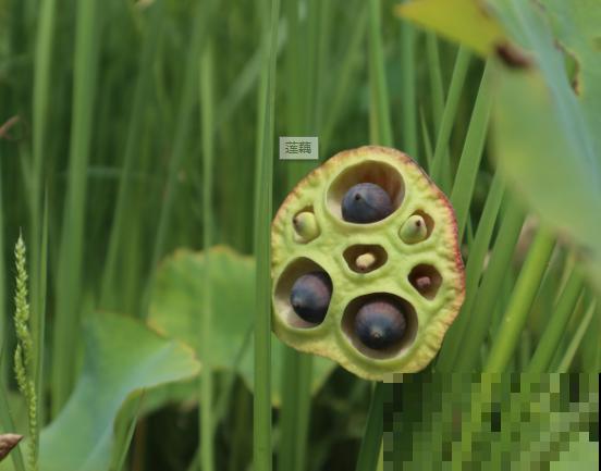 莲藕栽培与种植，记住这4点，轻松培育