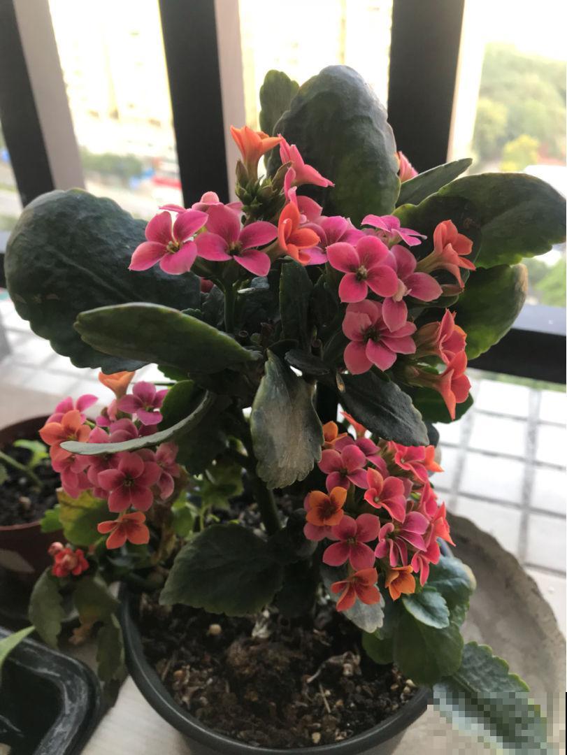 冬天扦插3种花，比暖和时更容易生根，两个月就能开花