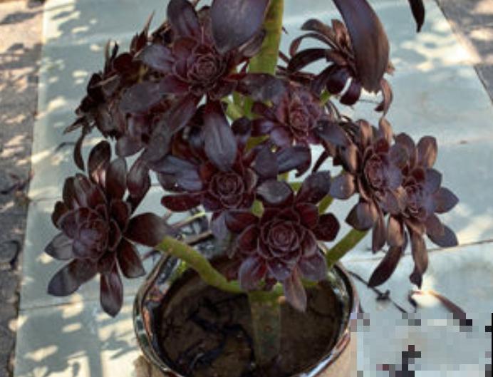 家里养的“镇宅多肉”，杆子粗壮叶子肥，黑黝黝特壮实