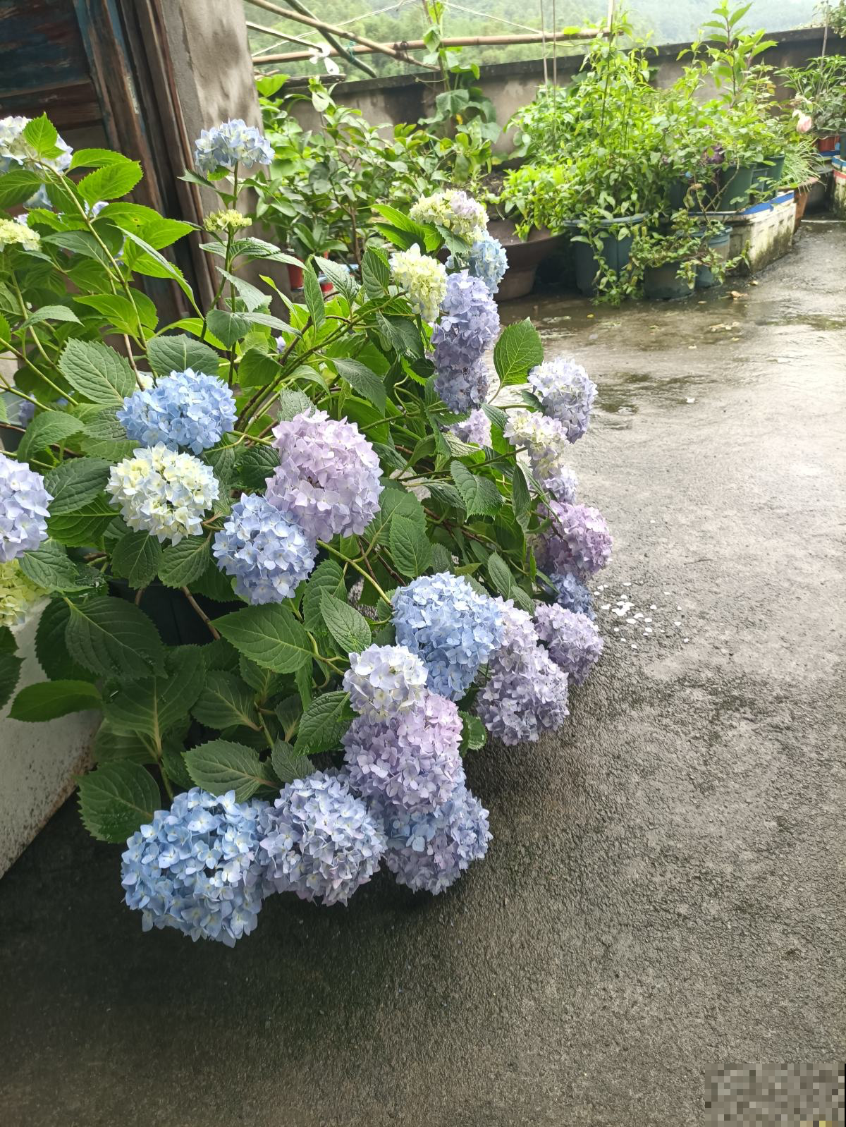 养无尽夏注意5要点，下个月就爆盆，花球比脸还大