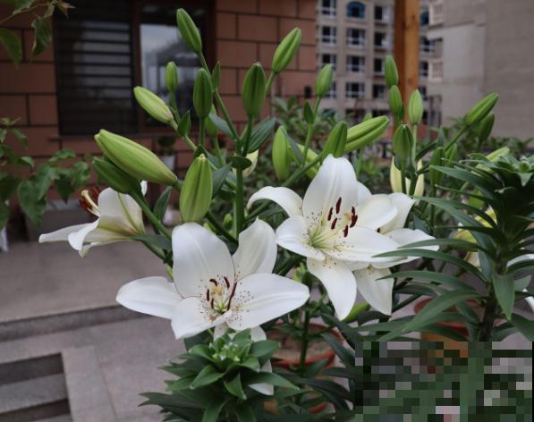 百合种球埋沙里，能保存一年，来年种下也合适