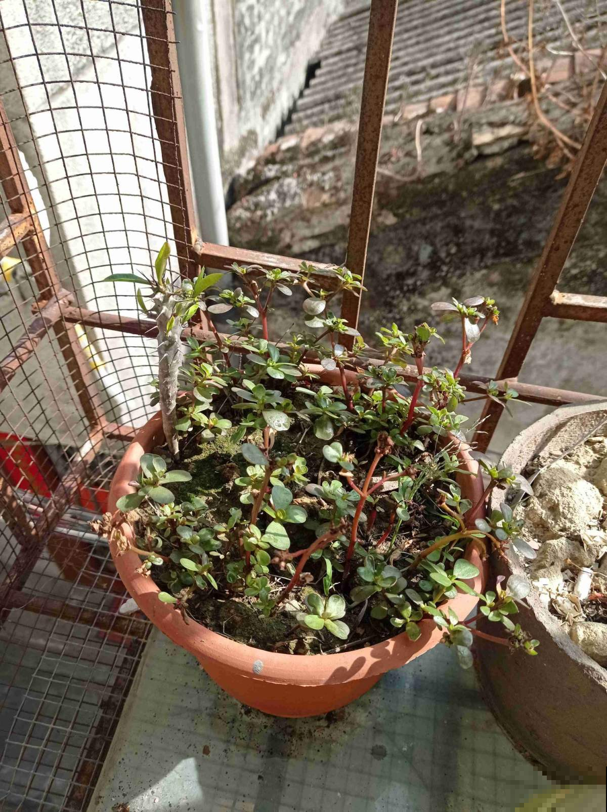 5种野草特养人,挖回家还能做成美味,在不挖就老了 5种野草特养人,挖回家还能做成美味,在不挖就老了