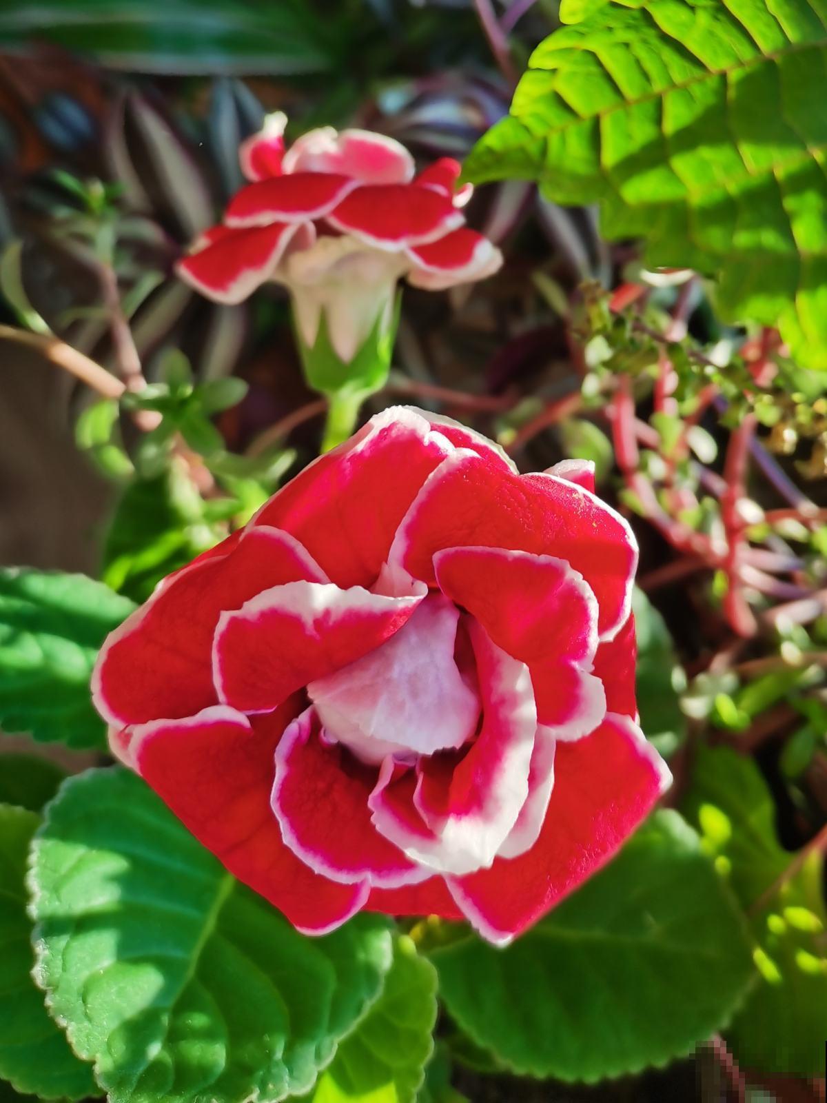 4种花，叶子不能碰水，一喷水就完蛋，千万注意