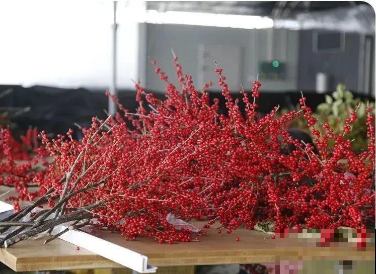 家里养盆北美冬青,红红火火,财源广进 家里养盆北美冬青,红红火火,财源广进