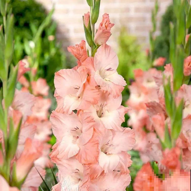 土里埋个“球”,呼呼长出1米花箭,花期长达上百天 土里埋个“球”,呼呼长出1米花箭,花期长达上百天