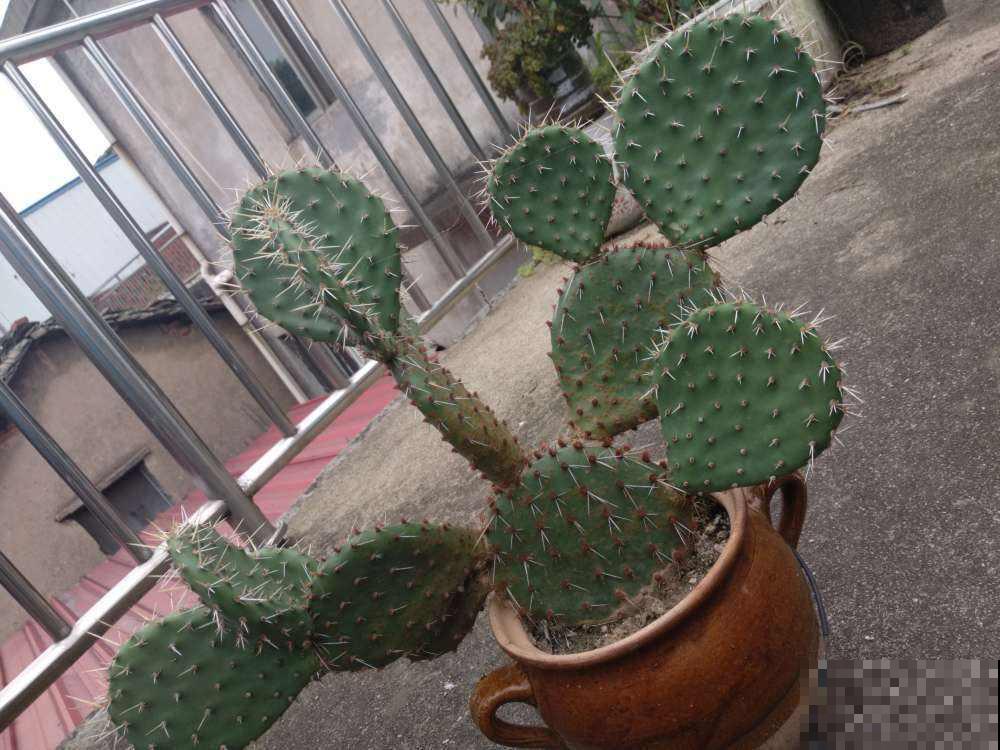 新年有新的福气花,生肖对应的花,就是你的幸运花 新年有新的福气花,生肖对应的花,就是你的幸运花