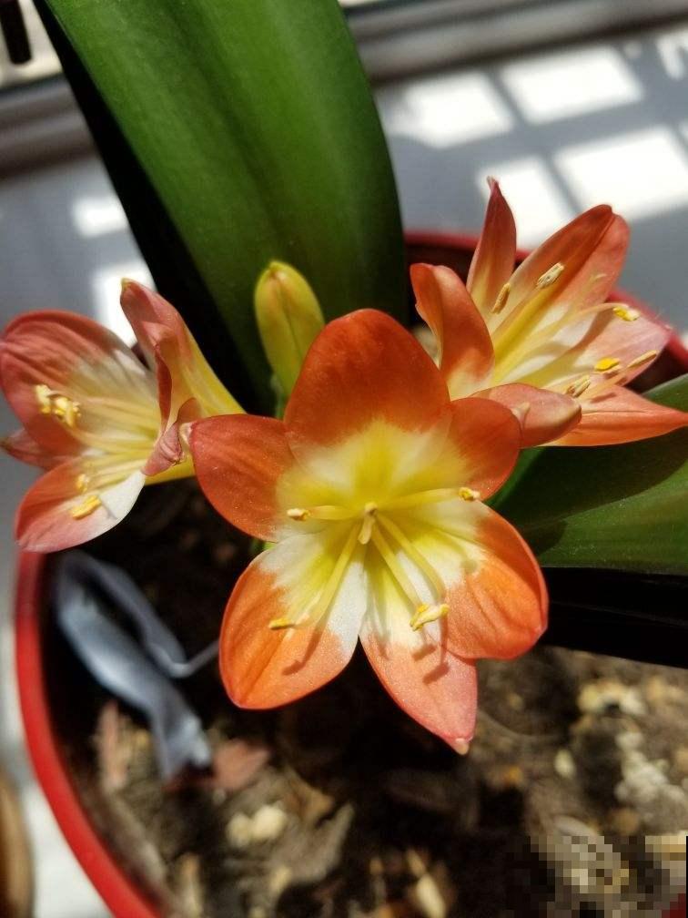 1分钟学会养君子兰，叶子又多又肥厚，远离黄叶烦恼