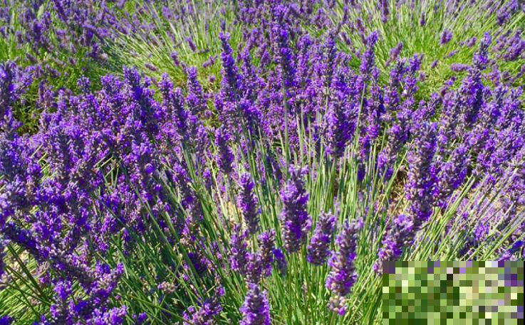 薰衣草种子在家养殖，注意这4点，来年满屋飘香