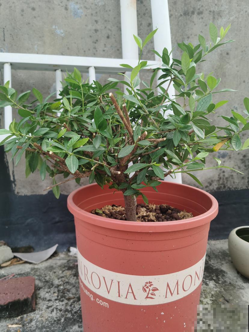 一般花友都不说的养花技巧,学会了就是资深花友,花越长越旺 一般花友都不说的养花技巧,学会了就是资深花友,花越长越旺