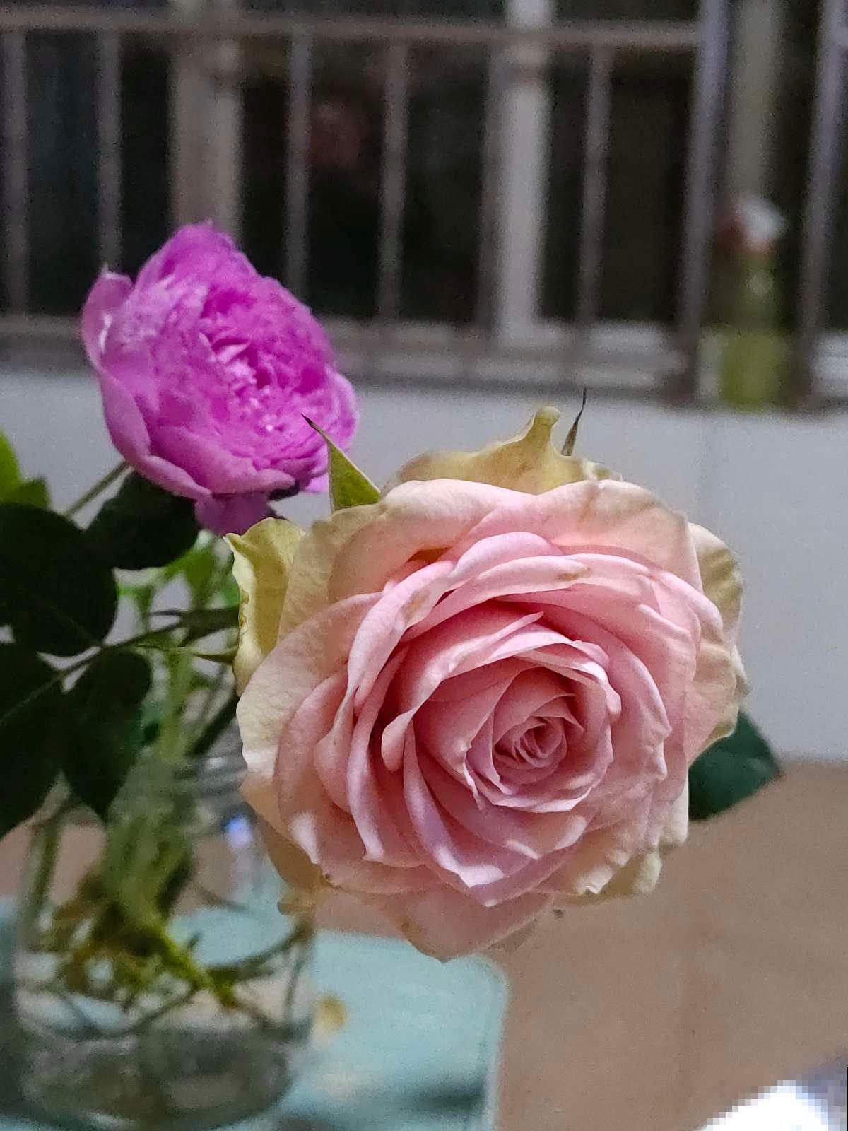 养花要注意,家中4个地方不能放花,后果承担不起 养花要注意,家中4个地方不能放花,后果承担不起