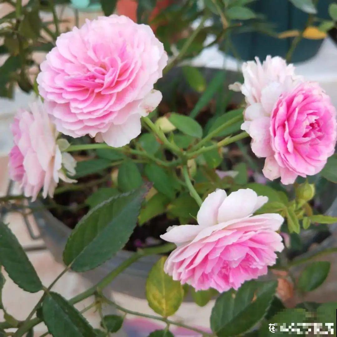 小阳台的开花机器,花期能达大半年,月月爆开不歇气,真香! 小阳台的开花机器,花期能达大半年,月月爆开不歇气,真香!