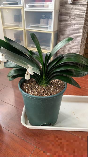 君子兰“苏醒”的2个信号，及时补水补肥，花苞蹭蹭长