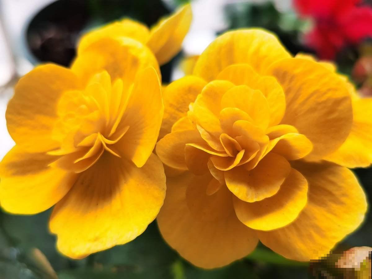 5种花，春天别在花市买，小心有诈