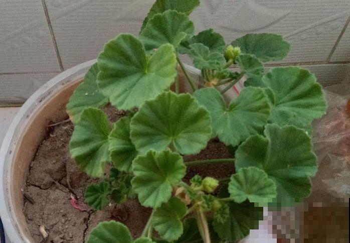 天竺葵叶子卷曲发黄，主要和这4点有关，注意好后期长势好