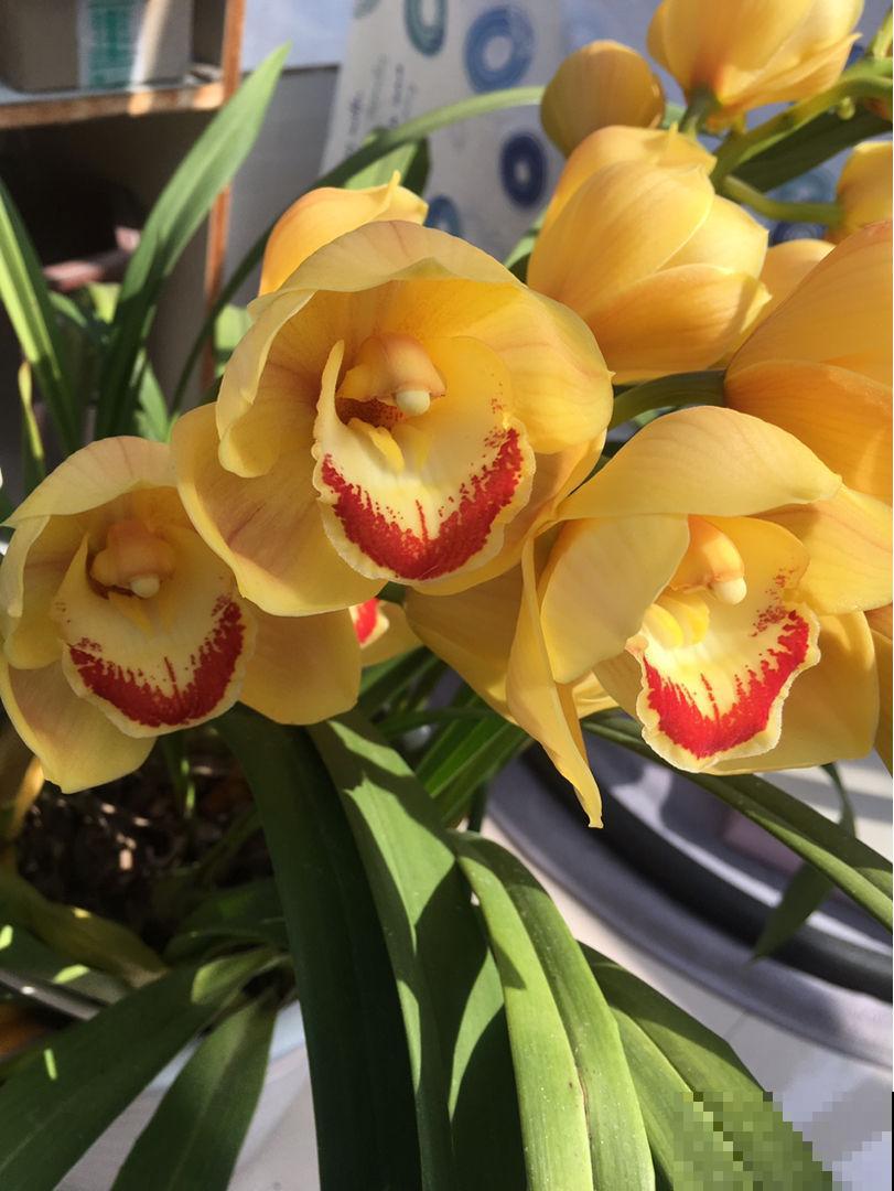 冬天就养4种“硬气花”，天冷冻一冻，开花格外多