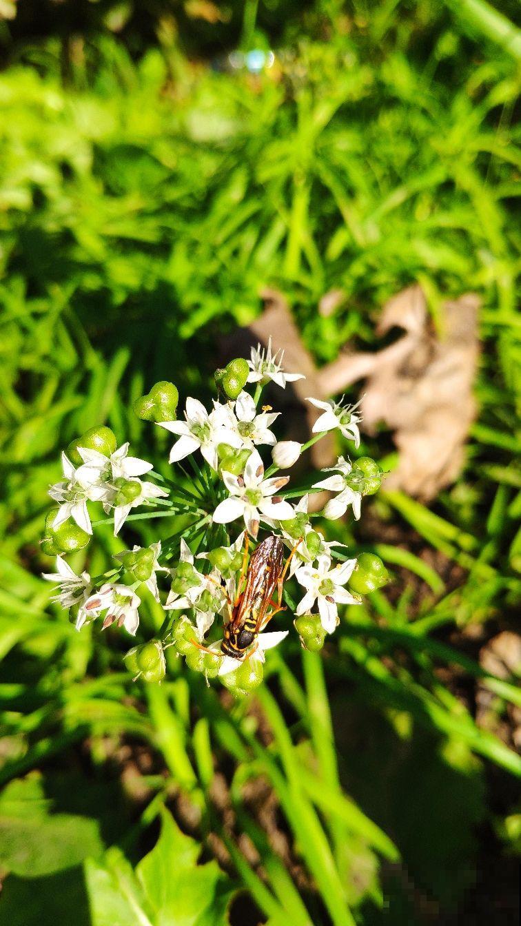 春天必吃的6种野菜,鲜味飘满屋,错过要再等一年 春天必吃的6种野菜,鲜味飘满屋,错过要再等一年