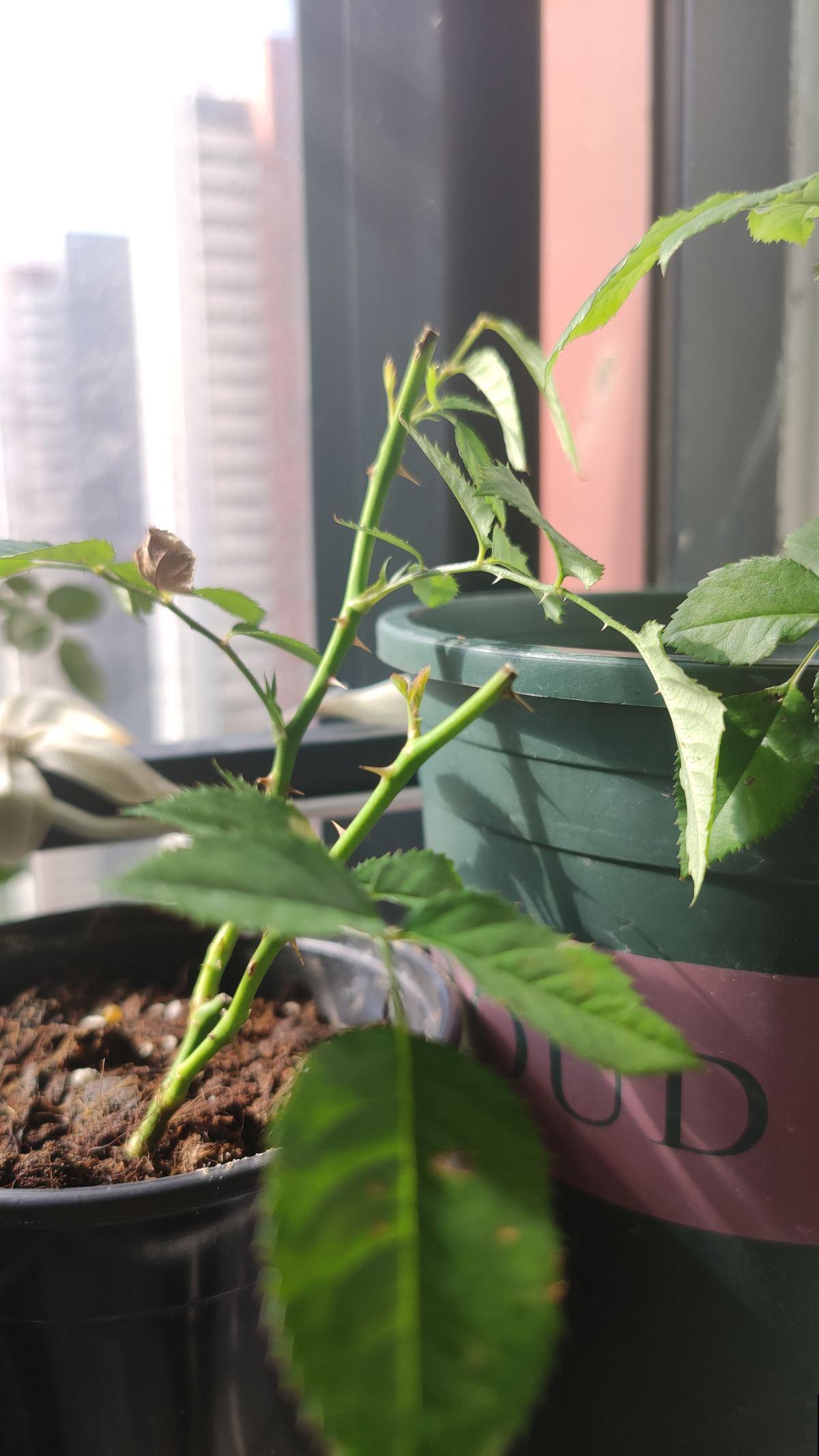 羊粪松土鸡粪上劲，养花要记住的口诀，记住了你也能养好花