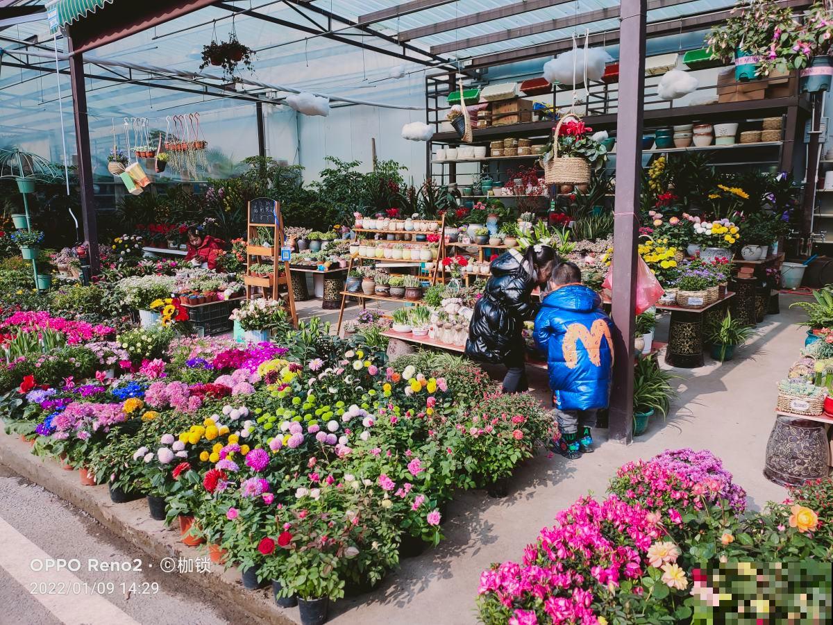 花市“捡漏”的5个技巧,学会了能省不少钱,适合新手小白 花市“捡漏”的5个技巧,学会了能省不少钱,适合新手小白