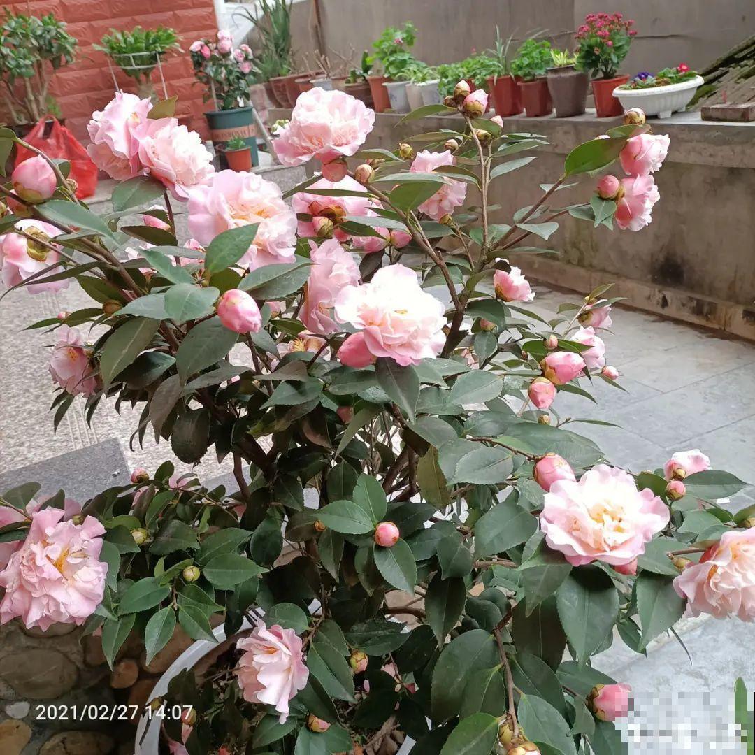 年前不敢买的“贵货花”，现在捡漏，价格低到“不可思议”