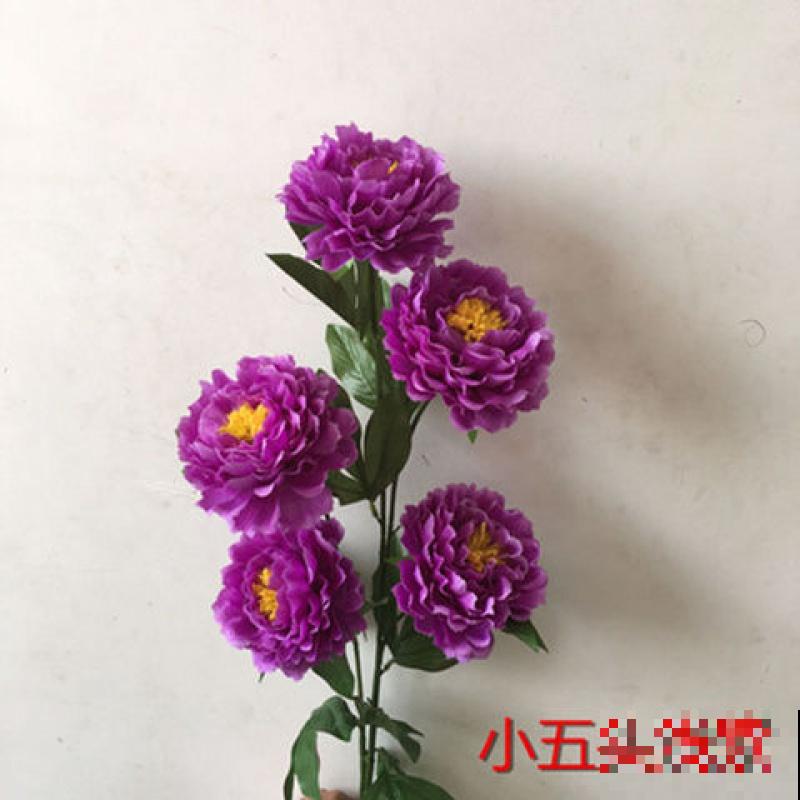 多肉中的“牡丹花”，看起来富贵吉祥，养起来居然太简单