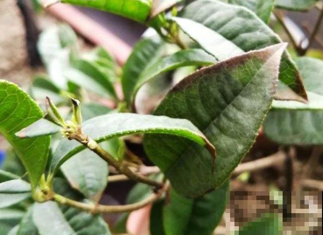 月桂养殖注意这4点，长势好，开花多