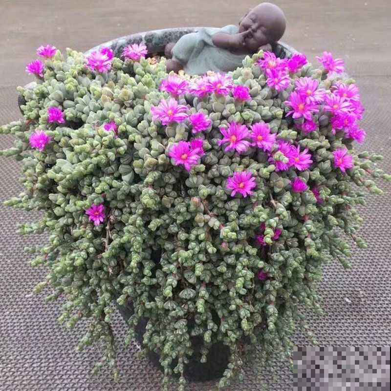 能爆花的3种多肉,花多又漂亮,新手也能养 能爆花的3种多肉,花多又漂亮,新手也能养