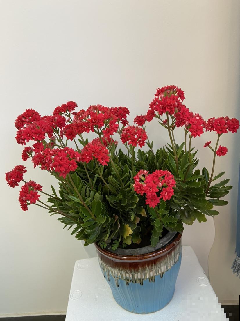 极难养死的4种花，绿萝只排最后一名，能养死算你牛