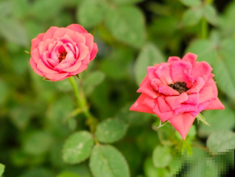 盆栽月季都很难养活,主要是和这4点有关,解决好轻松养殖 盆栽月季都很难养活,主要是和这4点有关,解决好轻松养殖