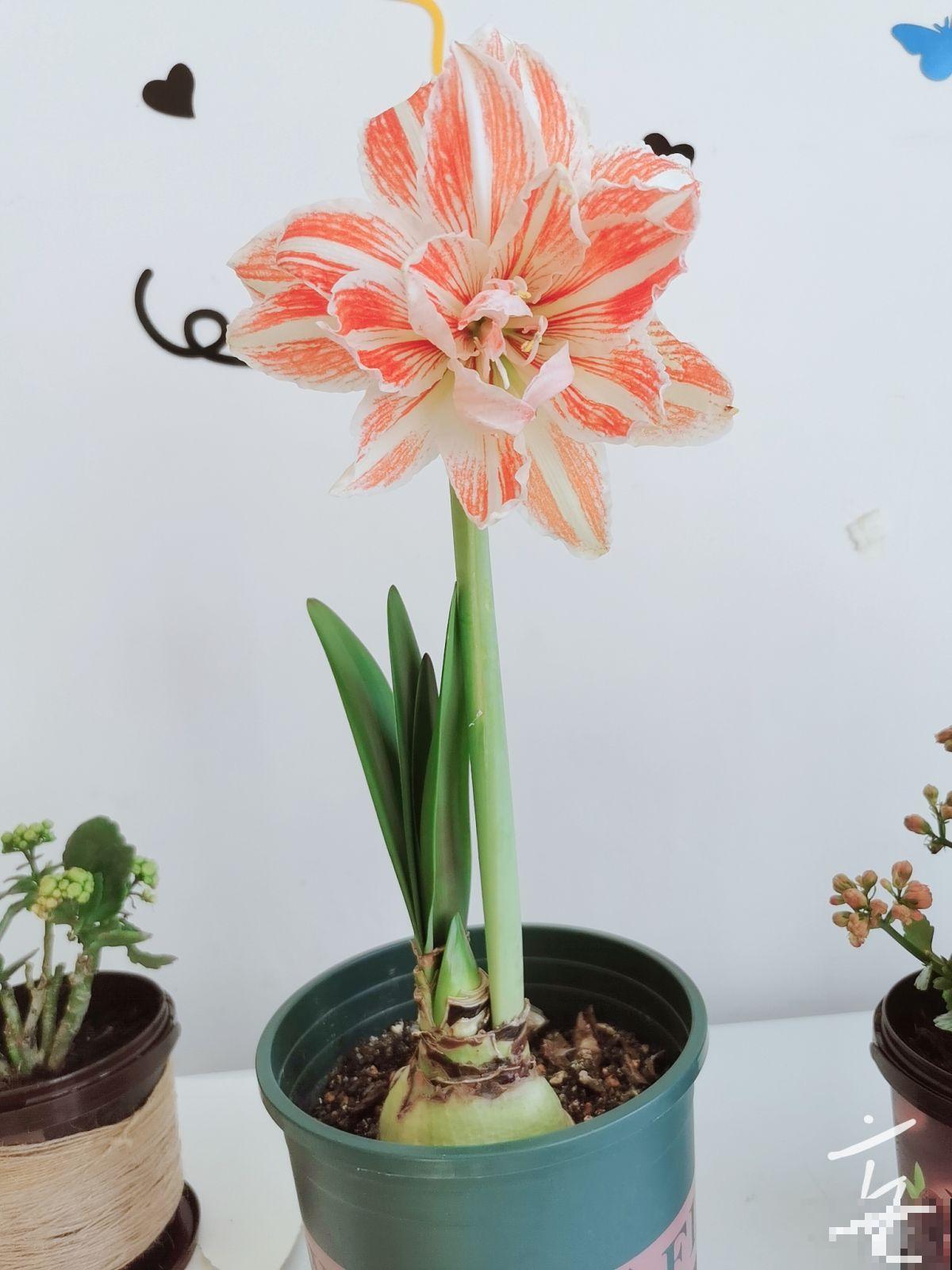 养4种花别“手贱”,粗放养护才能养得好,越勤快越养不活 养4种花别“手贱”,粗放养护才能养得好,越勤快越养不活