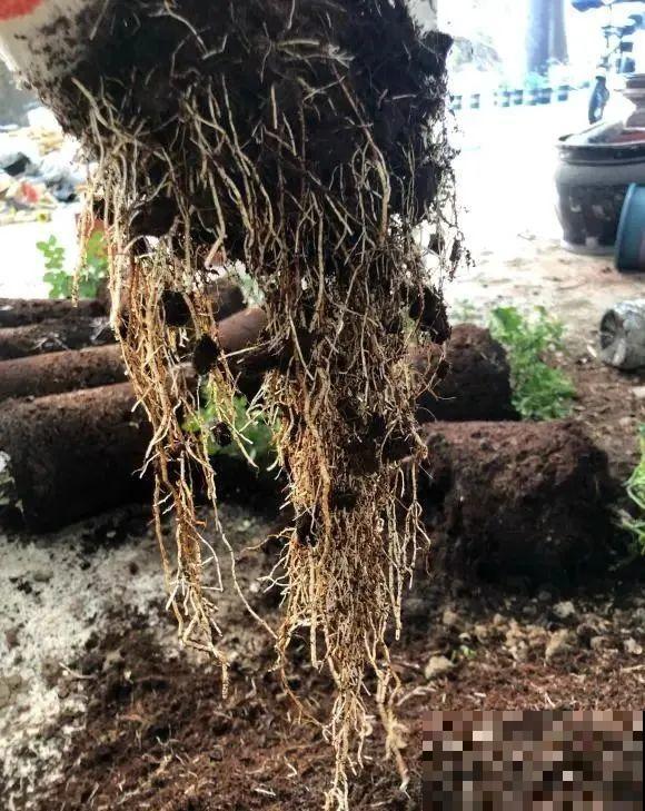 花园三剑客也要换盆,越冷长得越旺,明年呼呼开花 花园三剑客也要换盆,越冷长得越旺,明年呼呼开花