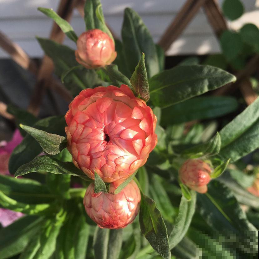 蜡菊被称为“永生花”,自带油画气质,花不谢根不烂,好看又好玩 蜡菊被称为“永生花”,自带油画气质,花不谢根不烂,好看又好玩